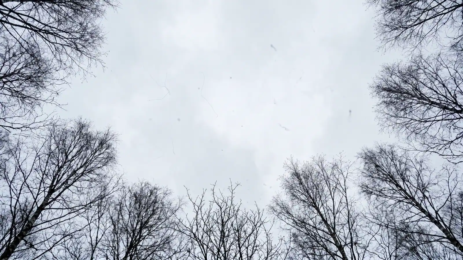Nøgne birketræer indrammer en lys himmel med små svævende prikker der ligner fluer for øjnene